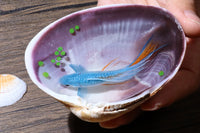 Epoxy resin painting blue koi int a strong shell, resin handcraft